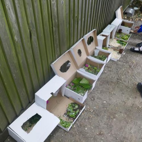Science~ Year 2 Mini-Beasts