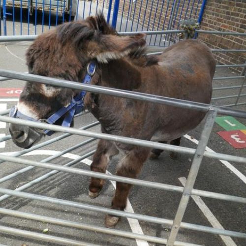EYFS/KS1~ Farm Visit